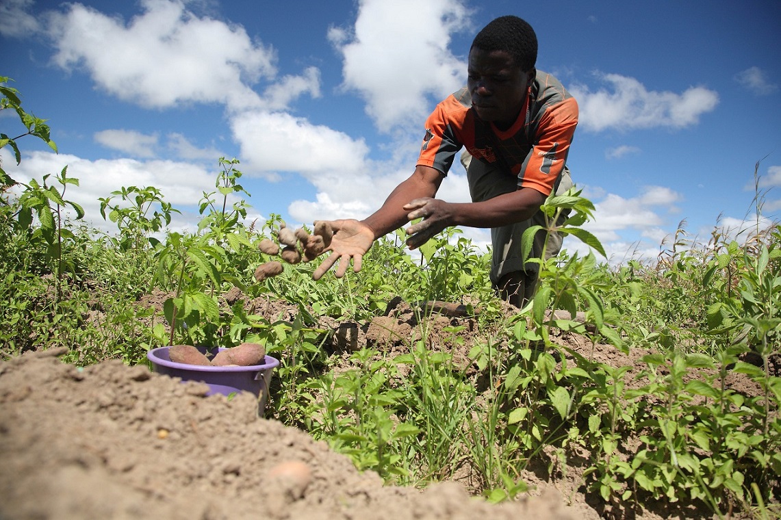 01 - Malawi - Agriculture - Resilience - Food Diversification 0