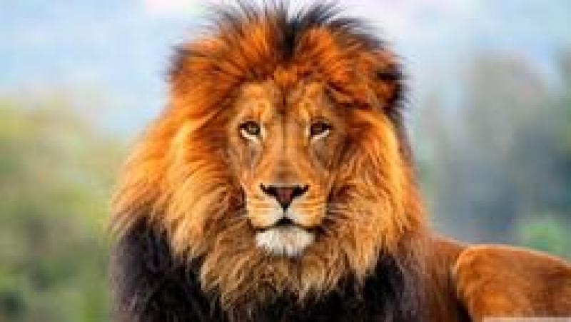 The Lion's Share fund wins Grand Prix at Cannes Festival The Lion's Share fund wins Grand Prix at Cannes Festival
